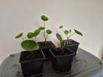 Te koop: Pannenkoekplant, Ophalen, Overige soorten, Minder dan 100 cm