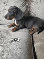 Kaninchen/ dwerg teckel pups, Dieren en Toebehoren, Honden | Teckels en Dashonden, Kaninchen, Reu, CDV (hondenziekte), 8 tot 15 weken