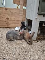 Jonge Lotharinger konijnen, Meerdere dieren, Groot, 0 tot 2 jaar