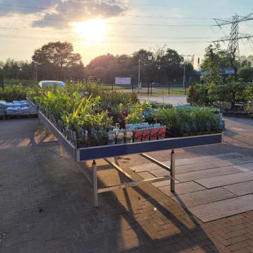 Vijverplanten volop op voorraad