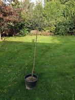 Sierpeer: Pyrus sal. Pendula, Tuin en Terras, Planten | Bomen, Ophalen, In pot, Overige soorten, 100 tot 250 cm