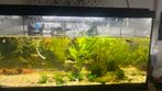 Aquariumvissen gezocht, Dieren en Toebehoren, Ophalen of Verzenden, Zo goed als nieuw, Gevuld zoetwateraquarium