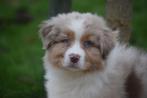 Australische herder pups ,Aussi, Rabiës (hondsdolheid), 15 weken tot 1 jaar, Buitenland, Meerdere