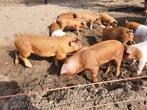 Husumer  Deense Duroc biggen, Dieren en Toebehoren, Schapen, Geiten en Varkens, Meerdere dieren, Geit