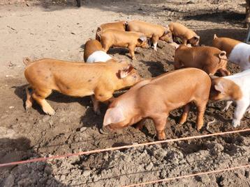 Husumer  Deense Duroc biggen   beschikbaar voor biedingen