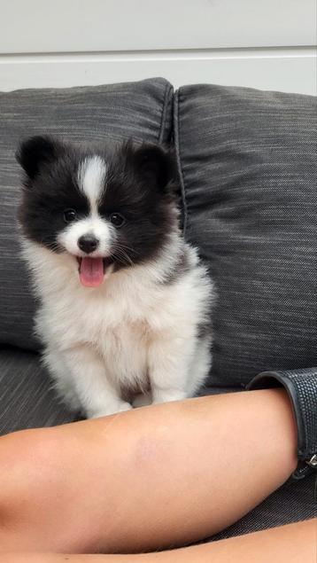 MOOIE POMPERIAAN X CHIHUAHUA PUPS MOGEN NU WEG beschikbaar voor biedingen