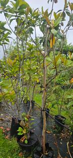 3 grote magnolia Grandiflora 1 of meer stam 180/220 cm, Tuin en Terras, Ophalen of Verzenden, Volle zon, Overige soorten, 100 tot 250 cm