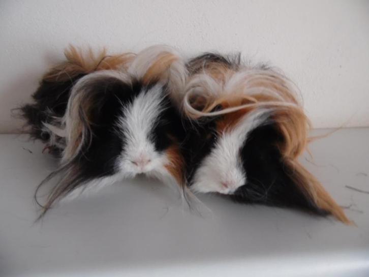 Twee prachtige lunkarya beertjes., Dieren en Toebehoren, Knaagdieren, Mannelijk, Cavia, Juni, Tam