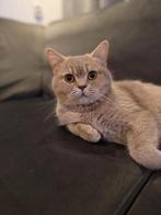 💎 Exclusieve Britse Korthaar dame – crème vacht & koperogen, Poes, Gechipt, 0 tot 2 jaar