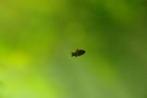 baby black molly's te koop, Vis