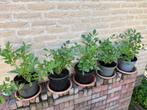 Mooie gezonde Maggiplant / Lavas, Tuin en Terras, Ophalen