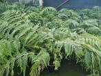 Woodwardia orientalis varen, Tuin en Terras, Planten | Tuinplanten, Ophalen, Bloeit niet, Overige soorten, Volle zon