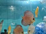 Panthera Leopard Discus, Symphysodon Discus, Vis, Zoetwatervis