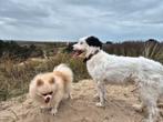 Hondenoppas gezocht in chalet in Vinkeveen