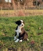 Maltezer kruising pups, Maltezer, Parvo, 8 tot 15 weken, Teef