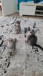 Bristse korthaar & Ragdoll Kittens, Dieren en Toebehoren, Katten en Kittens | Raskatten | Korthaar, Kater, Ontwormd