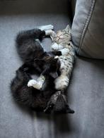 KITTEN GEZOCHT, Ophalen