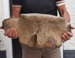 15 kg Fossiel WALVISWERVEL / WERVEL VINVIS (31x53x23 cm), Verzamelen, Mineralen en Fossielen, Ophalen, Fossiel