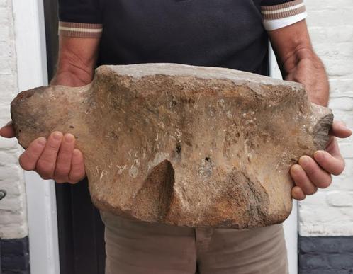 15 kg Fossiel WALVISWERVEL / WERVEL VINVIS (31x53x23 cm), Verzamelen, Mineralen en Fossielen, Fossiel, Ophalen