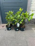 Magnolia, Tuin en Terras, Planten | Bomen, Ophalen of Verzenden, Volle zon, Overige soorten