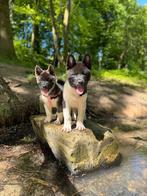 Mooi american Akita Teefje, Dieren en Toebehoren, Honden | Poolhonden, Keeshonden en Oertypen, Overige rassen, Meerdere, Meerdere dieren