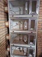 Broed/kweektoren (5-hoog) te koop aangeboden., Dieren en Toebehoren, Vogels | Overige Vogels, Meerdere dieren, Tropenvogel