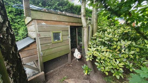 Mooi kippenhok + 3 grote kippen, Dieren en Toebehoren, Pluimvee | Toebehoren, Gebruikt, Kippenhok of Kippenren, Ophalen