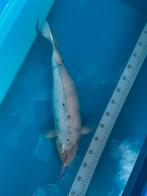 Koi shiro utsuri, Dieren en Toebehoren, Vissen | Vijvervissen, Karper of Koi