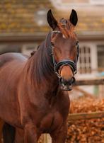 Lieve 5 jarige Franse dame (draver), Merrie, Met stamboom, Zadelmak, 3 tot 6 jaar