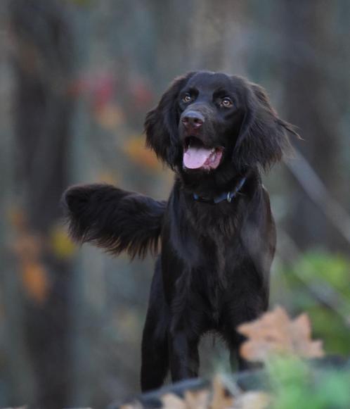 Duitse Staande Langhaar als dekreu (en pups te koop., Dieren en Toebehoren, Honden | Dekreuen, Reu, Particulier, Eén hond, België
