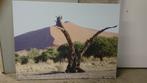 Canvas foto zandduin Sossusvlei, Namibie, Foto of Poster, Gebruikt, 100 tot 125 cm, Oorspronkelijke maker