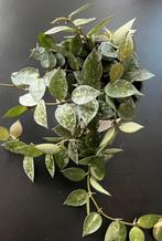 Hoya Lacunosa ‘Splash’, Huis en Inrichting, Kamerplanten, Overige soorten, Minder dan 100 cm, Ophalen of Verzenden, Halfschaduw