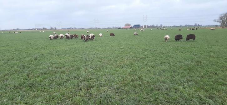 Beste gedekte enters en schapen., Dieren en Toebehoren, Schapen, Geiten en Varkens, Schaap, Meerdere dieren