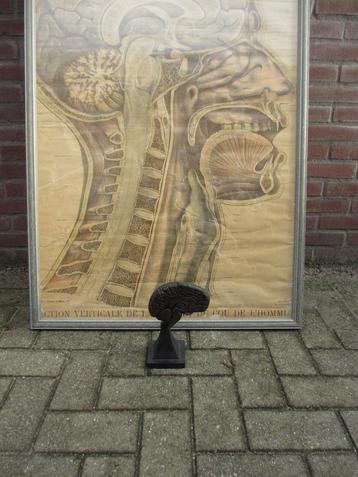 Schoolplaat/ AFFICHE HISTOIRE NATURELLE PERRIER & GERVAIS beschikbaar voor biedingen