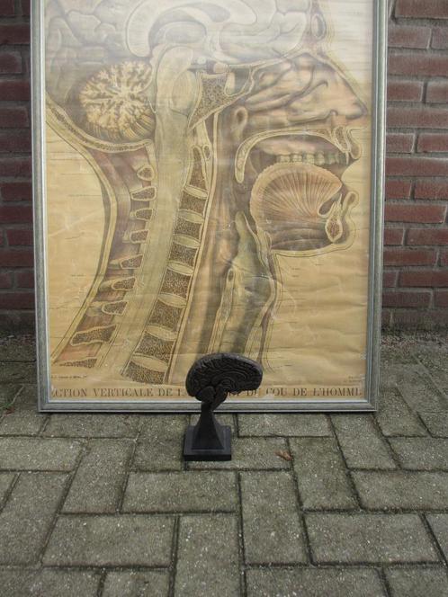 Schoolplaat/ AFFICHE HISTOIRE NATURELLE PERRIER & GERVAIS, Antiek en Kunst, Antiek | Schoolplaten, Natuur en Biologie, Ophalen