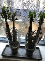 PLANT X 2 - AFRIKAN MELKBOOM - 74 - 75 CM HOOG, Huis en Inrichting, Kamerplanten, Ophalen, Overige soorten, Halfschaduw, Minder dan 100 cm