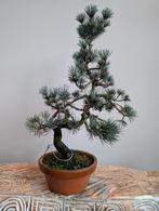 Pinus Bonsai 44cm, Ophalen of Verzenden
