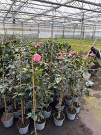 Camelia’s wit / roze stok 120 cm unieke vorm bij ons 19,50, Tuin en Terras, Planten | Tuinplanten, Vaste plant, Halfschaduw, Lente