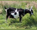 Lieve makke grote Zwartbonte Geit, Dieren en Toebehoren, Schapen, Geiten en Varkens, Vrouwelijk, Geit