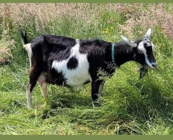 Lieve makke grote Zwartbonte Geit beschikbaar voor biedingen