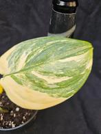 Zeldzame Scindapsus Longistipitatus nr 4, Huis en Inrichting, Kamerplanten, Overige soorten, In pot, Minder dan 100 cm, Groene kamerplant