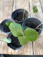 Ruilen: Jonge Aardbeiplantjes in Pot, Ophalen, Volle zon, Vaste plant, Fruitplanten