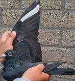 Postduif LEUS kweek koppel., Dieren en Toebehoren, Meerdere dieren, Postduif