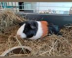 Prachtig duo ( driekleur ) Cavia's! 5 en 9 maanden jong! Van, Mannelijk, Tam, Maart, Cavia