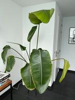 Strelitzia nicolai kamerplant (paradijsvogelplant), Ophalen, Overige soorten, Halfschaduw, Bloeiende kamerplant