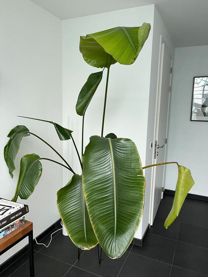 Strelitzia nicolai kamerplant (paradijsvogelplant), Huis en Inrichting, Kamerplanten, Overige soorten, 150 tot 200 cm, Bloeiende kamerplant
