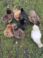 Zijderhoenders met baard kippen te koop ., Dieren en Toebehoren, Pluimvee, Meerdere dieren, Kip