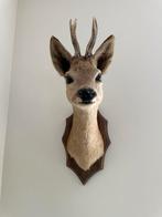 Opgezet rheebokje rhee dier hert  taxidermie landelijk wonen, Verzamelen, Dierenverzamelingen, Ophalen of Verzenden, Zo goed als nieuw