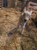 Te koop fleslam, Mannelijk, Schaap