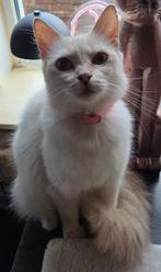 Ragdoll, Dieren en Toebehoren, Katten en Kittens | Raskatten | Langhaar, Poes